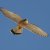 Falco tinnunculus 